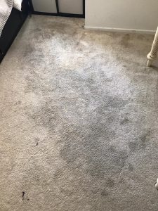 park west apartment homes carpet cleaning